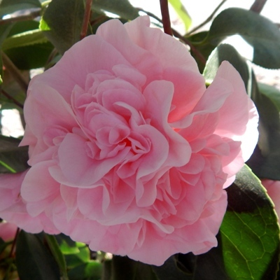 Debutante